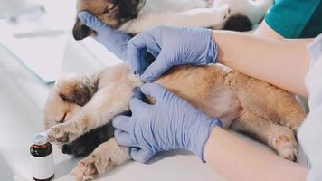 controllo il respiro. maschio veterinario nel opera uniforme ascoltando per il respiro di un' piccolo cane con un' fonendoscopio nel veterinario clinica. animale domestico cura concetto video