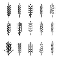 Wheat icons collection. Spikelets of wheat with various shapes, linear icon collection. vector