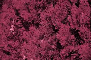 The texture of many branches of green coniferous tree in daylight Image toned in Viva Magenta, color of the year photo