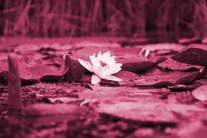 White lotus flower with yellow pollen on water surface Image toned in Viva Magenta, color of the 2023 year photo