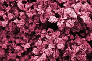 Macro photograph of small green plantations with leaves with the form of burdock and texture of knitted yarn Image toned in Viva Magenta, color of the year photo