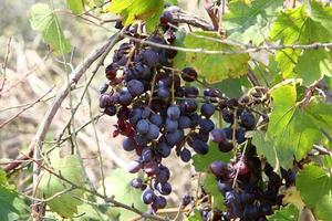 Ripe grapes on the bushes in the city park. photo