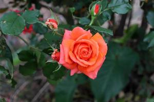 una rosa silvestre florece en un parque de la ciudad en el norte de israel. foto