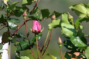 A wild rose blossoms in a city park in northern Israel. photo