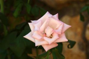 una rosa silvestre florece en un parque de la ciudad en el norte de israel. foto