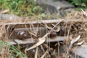 Fragments of the old railway from Haifa to Damascus. photo