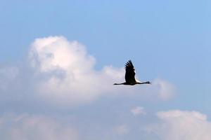 Large flock of cranes in northern Israel. photo