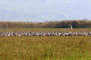 Large flock of cranes in northern Israel. photo