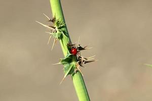 Los insectos son una clase de artrópodos invertebrados. foto