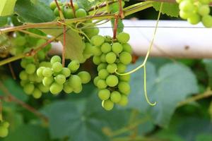 uvas maduras en los arbustos del parque de la ciudad. foto