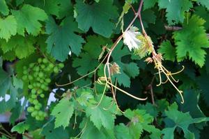 Ripe grapes on the bushes in the city park. photo
