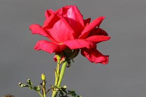 A wild rose blossoms in a city park in northern Israel. photo