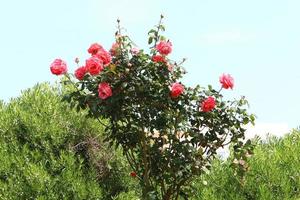 A wild rose blossoms in a city park in northern Israel. photo