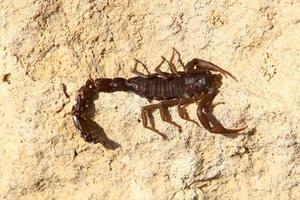 Los insectos son una clase de artrópodos invertebrados. foto