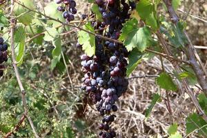 Ripe grapes on the bushes in the city park. photo