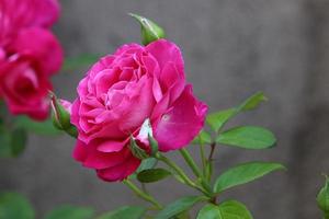 A wild rose blossoms in a city park in northern Israel. photo