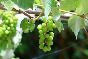 Ripe grapes on the bushes in the city park. photo