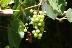 Ripe grapes on the bushes in the city park. photo