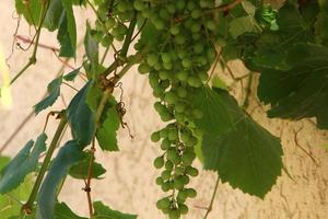 uvas maduras en los arbustos del parque de la ciudad. foto