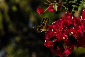 Mariposas de Sinaloa 1 photo