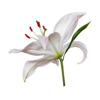 Lily flower head isolated on white background