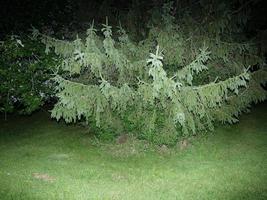 árbol con destello brillante en el bosque foto