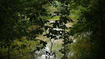 silueta de plantas en primer plano fondo de estanque de pantano foto