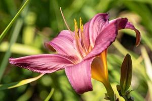 lirio de día, hemerocallis foto