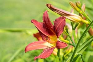 Day lily, Hemerocallis photo