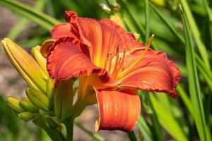 lirio de día, hemerocallis foto