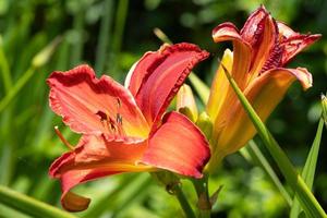 lirio de día, hemerocallis foto