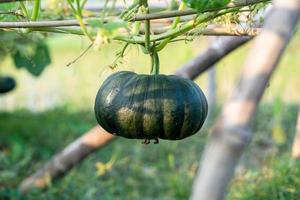 Green pumpkin growing in the organic garden photo