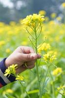 The mustard flower field is full of blooming. photo