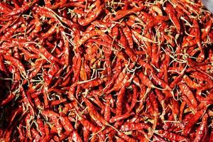 Lot of dried chili as a food background. photo
