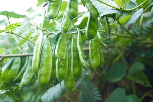 stock de edamame fresco y saludable en el árbol en firme para la cosecha foto