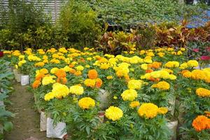 Beautiful yellow marigold in the garden. photo