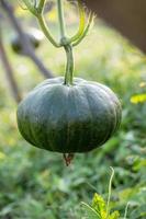 Green pumpkin growing in the organic garden photo