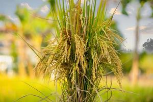 preparar arroz con cáscara o arroz después de cortarlo en el campo para venderlo en el mercado de arroz. cultivo de arroz foto