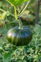 Green pumpkin growing in the organic garden photo