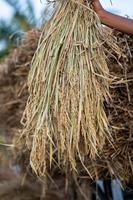 preparing paddy or rice after cutting in the field for selling in the paddy market. paddy crop photo