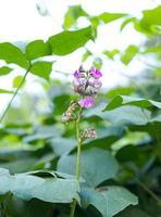 Close up pink color lima bean flower and green, Beautiful hyacinth bean vegetable plant lima bean flower in the field on background. photo