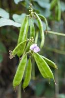 stock de edamame fresco y saludable en el árbol en firme para la cosecha foto