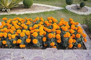 hermosa caléndula amarilla en el jardín. foto