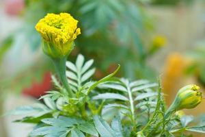 Beautiful yellow marigold in the garden. photo