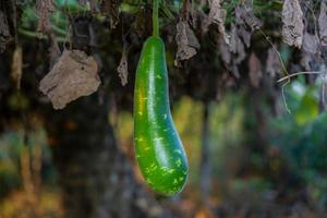 fruta de la huerta. foto