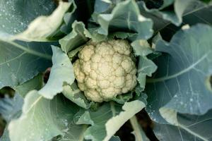 la coliflor crece en suelo orgánico en el jardín en el área de vegetales. cabeza de coliflor en condiciones naturales, primer plano foto