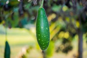 fruit from vegetable garden. photo