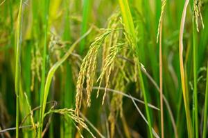 preparar arroz con cáscara o arroz después de cortarlo en el campo para venderlo en el mercado de arroz. cultivo de arroz foto