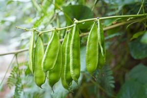 stock de edamame fresco y saludable en el árbol en firme para la cosecha foto