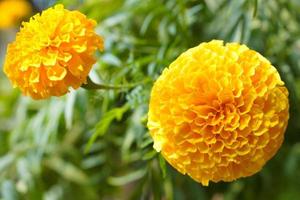 Beautiful yellow marigold in the garden. photo